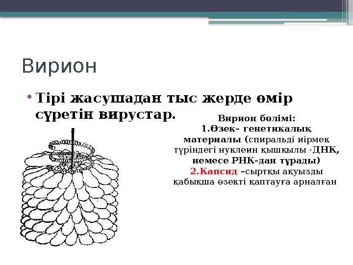 Вирион • Тірі жасушадан тыс жерде өмір сүретін вирустар. Вирион бөлімі: 1. Өзек– генетикалық материалы ( спиральді иірмек түр