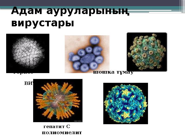 Адам ауруларының вирустары герпес шошка тұмау ВИЧ