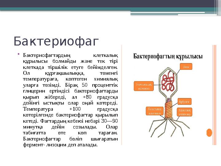 Бактериофаг • Бактериофагтардың клеткалық құрылысы болмайды және тек тірі клеткада тіршілік етуге бейімделген. Ол құ