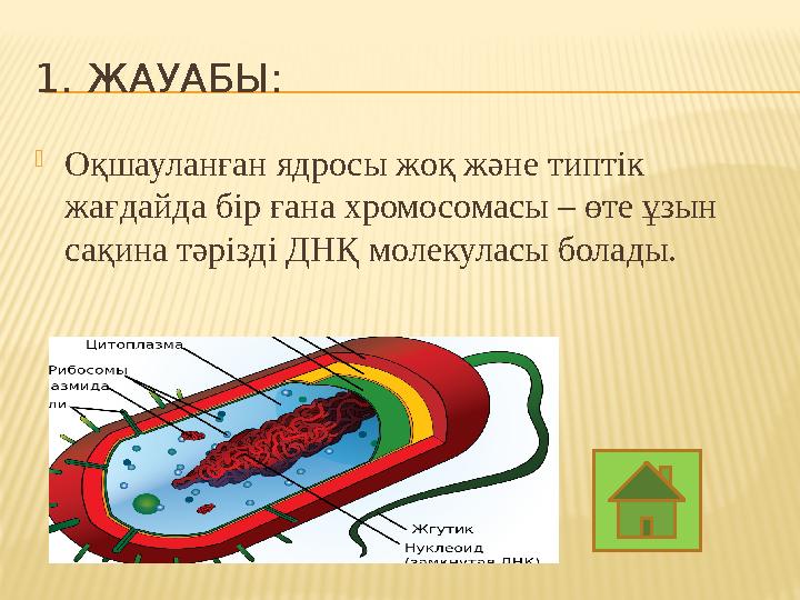 1. ЖАУАБЫ:  Оқшауланған ядросы жоқ және типтік жағдайда бір ғана хромосомасы – өте ұзын сақина тәрізді ДНҚ молекуласы болады.