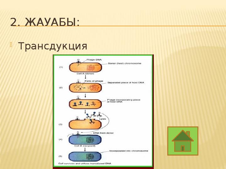 2. ЖАУАБЫ:  Трансдукция