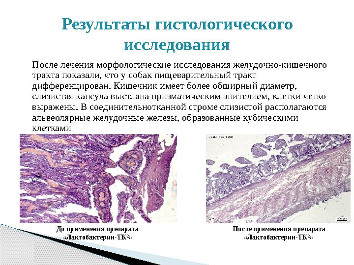 После лечения морфологические исследования желудочно-кишечного тракта показали, что у собак пищеварительный тракт дифференциро