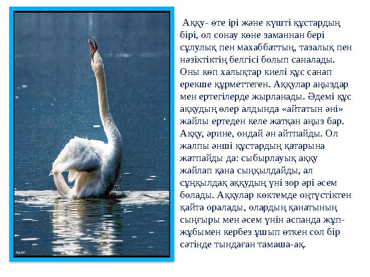 Аққу- өте ірі және күшті құстардың бірі, ол сонау көне заманнан бері сұлулық пен махаббаттың, тазалық пен нәзіктіктің белгі
