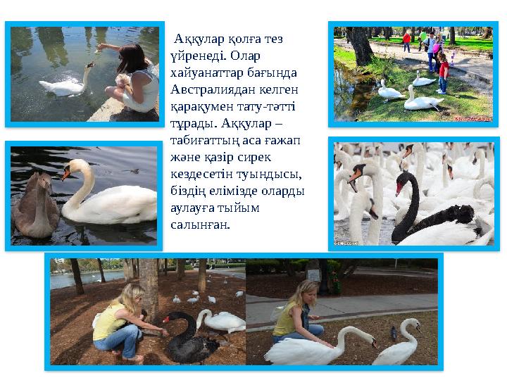 Аққулар қолға тез үйренеді. Олар хайуанаттар бағында Австралиядан келген қарақумен тату-тәтті тұрады. Аққулар – табиғатт