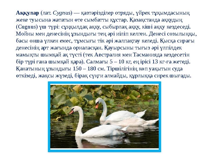 Аққулар (лат. Cygnus ) — қазтәрізділер отряды, үйрек тұқымдасының жеке туысына жататын өте сымбатты құстар. Қазақстанда аққу