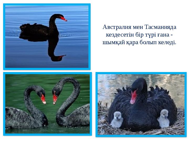Австралия мен Тасманияда кездесетін бір түрі ғана - шымқай қара болып келед і.
