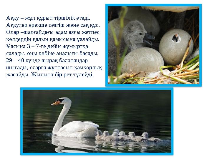 Аққу – жұп құрып тіршілік етеді. Аққулар ерекше сезгіш және сақ құс. Олар –шалғайдағы адам аяғы жетпес көлдердің қалың қамысы