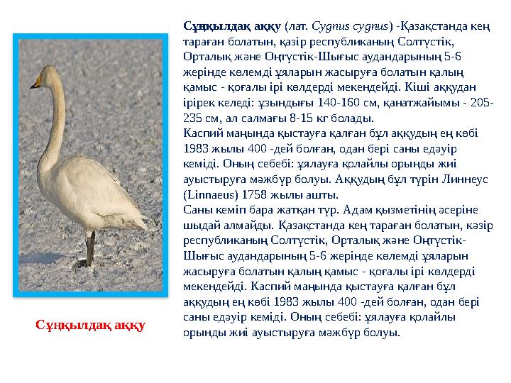 Сұңқылдақ аққу (лат. Cygnus cygnus ) - Қазақстанда кең тараған болатын, қазір республиканың Солтүстік, Орталық және Оңтүстік