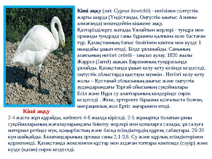Кіші аққу (лат. Cygnus bewickii ) - негізінен солтүстік жарты шарда (Үндістанды, Оңтүстік-шығыс Азияны алмағанда) мекендейт