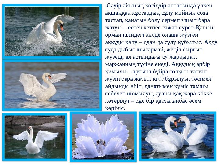 Сәуір айының көгілдір аспанында үлкен ақшаңқан құстардың сұлу мойнын соза тастап, қанатын бояу сермеп ұшып бара жатуы – ест