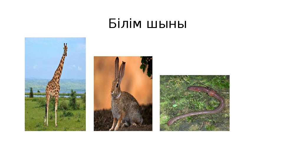 Білім шыны