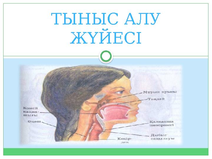 Чаттағы қыздар мастурбация жасайды