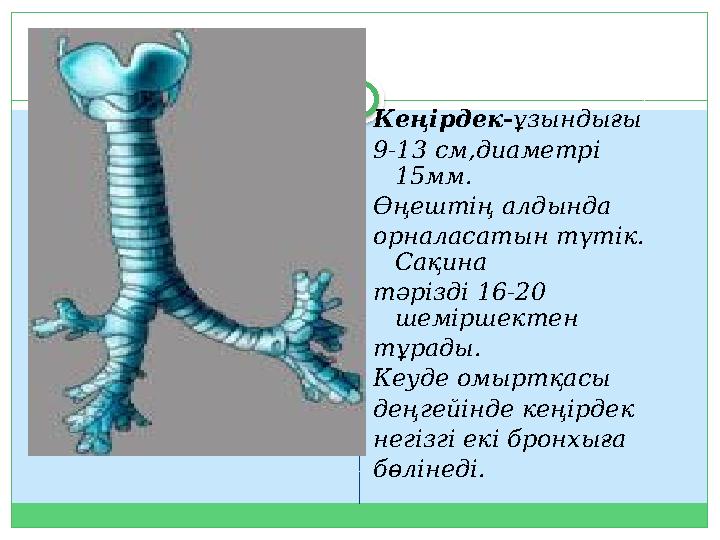 Порноға түскен фитнес-бикини қыздарының суреттері