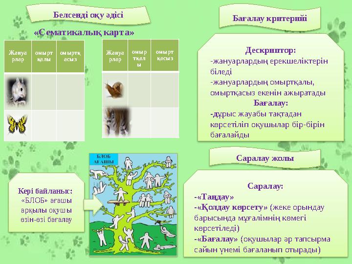 Жануа рлар омырт қалы омыртқ асыз«Сематикалы қ карта» Дескриптор: -жануарлардың ерекшеліктерін біледі -жануарлардың омыртқалы,