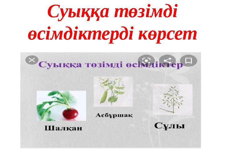 Суыққа төзімді өсімдіктерді көрсет