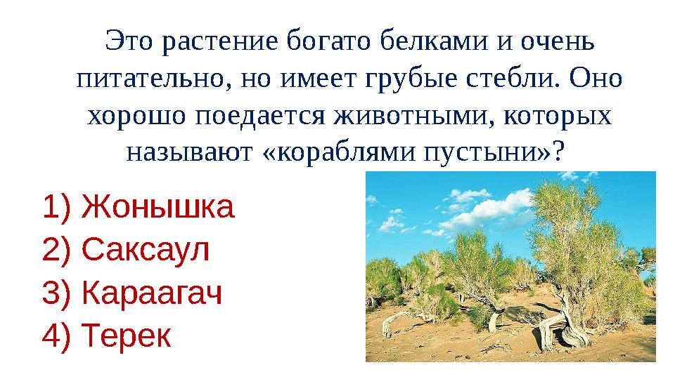 Это растение богато белками и очень питательно, но имеет грубые стебли. Оно хорошо поедается животными, которых называют «кор