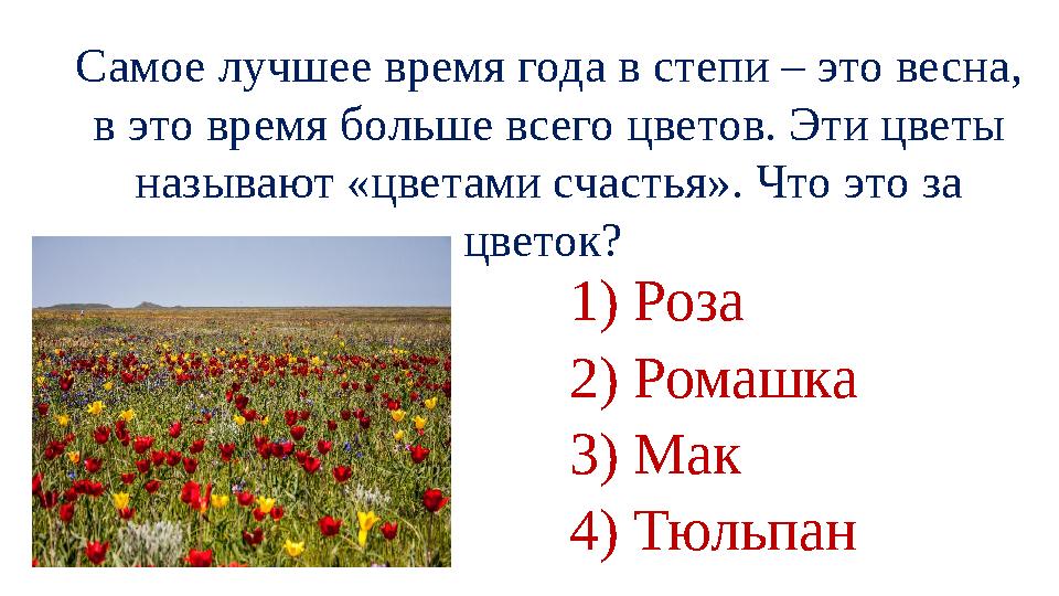 Самое лучшее время года в степи – это весна, в это время больше всего цветов. Эти цветы называют «цветами счастья». Что это за