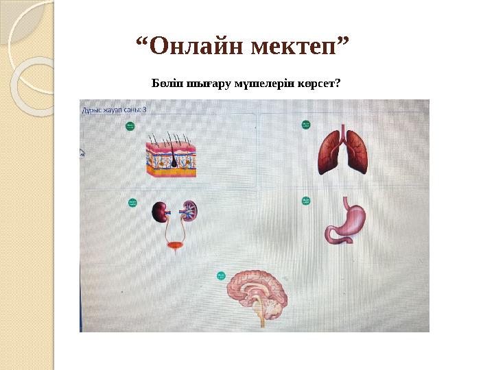 “ Онлайн мектеп” Бөліп шығару мүшелерін көрсет?