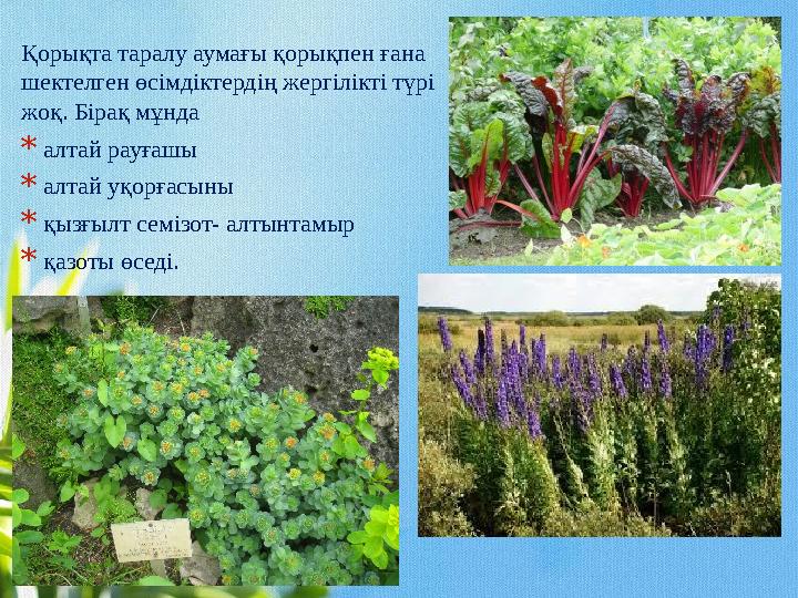 Қорықта таралу аумағы қорықпен ғана шектелген өсімдіктердің жергілікті түрі жоқ. Бірақ мұнда * алтай рауғашы * алтай уқор