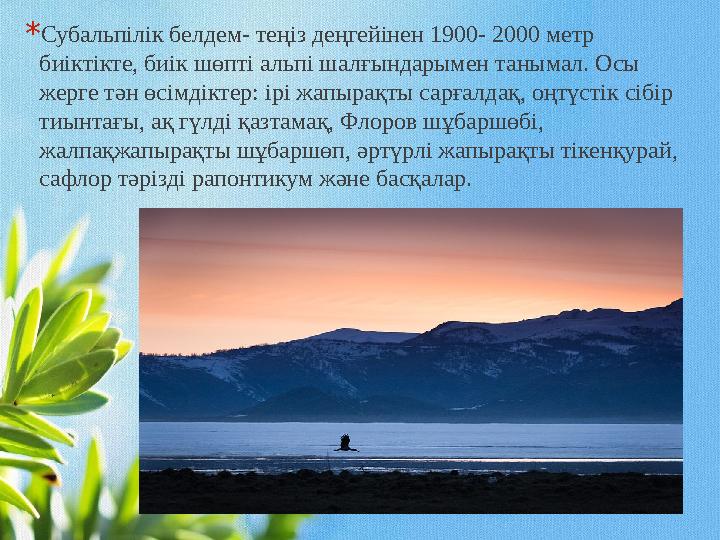 * Субальпілік белдем- теңіз деңгейінен 1900- 2000 метр биіктікте, биік шөпті альпі шалғындарымен танымал. Осы жерге тән өсімді