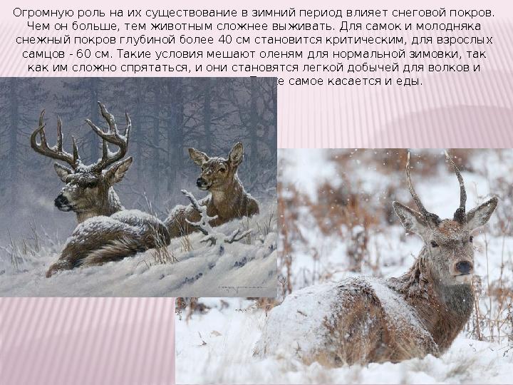 Огромную роль на их существование в зимний период влияет снеговой покров. Чем он больше, тем животным сложнее выживать. Для сам