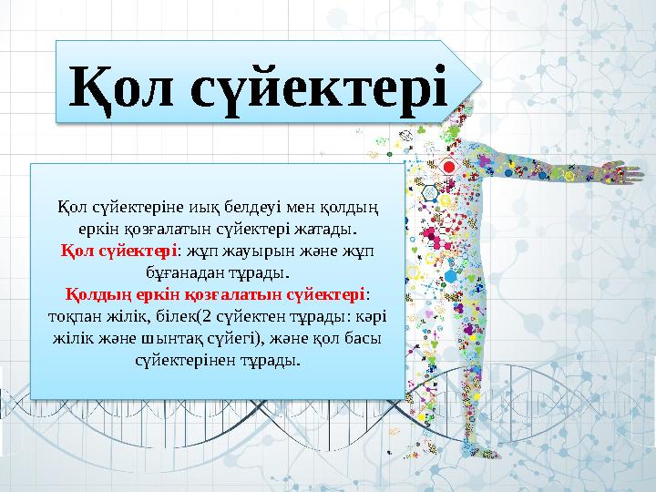 Қол сүйектері Қол сүйектеріне иық белдеуі мен қолдың еркін қозғалатын сүйектері жатады. Қол сүйектері : жұп жауырын және жұп б