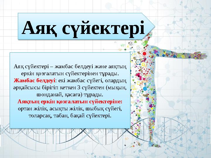 Аяқ сүйектері Аяқ сүйектері – жамбас белдеуі және аяқтың еркін қозғалатын сүйектерінен тұрады. Жамбас белдеуі : екі жамбас сүйе