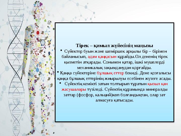 Тірек – қимыл жүйесінің маңызы  Сүйектер буын және шеміршек арқылы бір – бірімен байланысып, адам қаңқасын құрайды.Ол денені