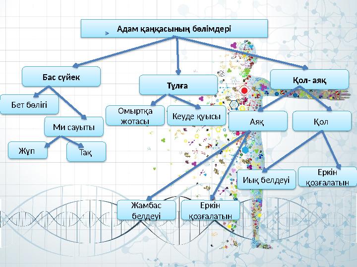 Адам қаңқасының бөлімдері Бас сүйек Тұлға Қол- аяқ Бет бөлігі Ми сауыты Жұп Тақ Омыртқа жотасы Кеуде қуысы Еркін қозғалаты