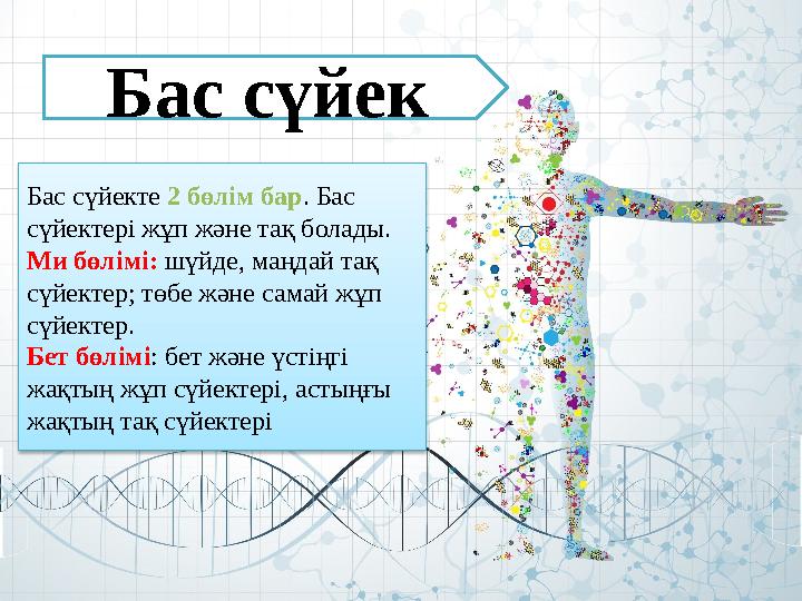 Бас сүйекте 2 бөлім бар . Бас сүйектері жұп және тақ болады. Ми бөлімі: шүйде, маңдай тақ сүйектер; төбе және самай жұп сүй