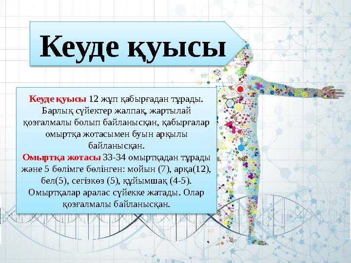 Кеуде қуысы Кеуде қуысы 12 жұп қабырғадан тұрады. Барлық сүйектер жалпақ, жартылай қозғалмалы болып байланысқан, қабырғалар