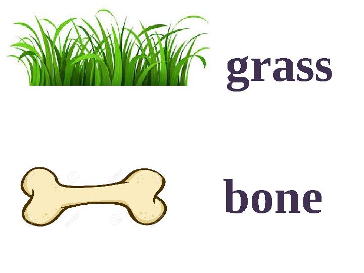 grass bone