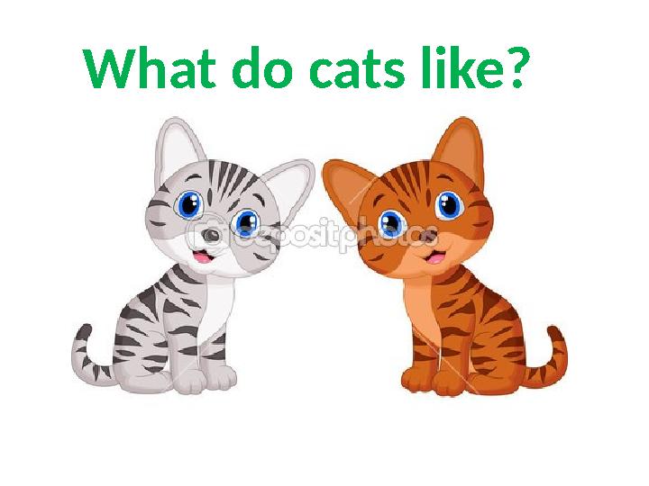 What do cats like?