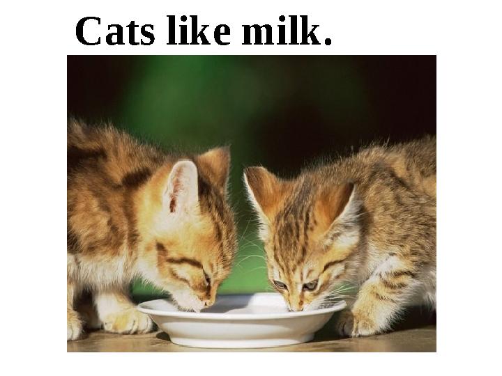 Cats like milk.
