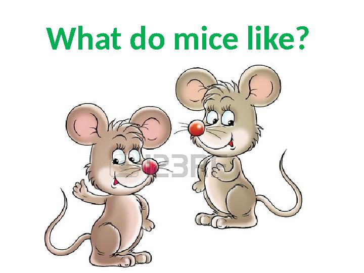 What do mice like?