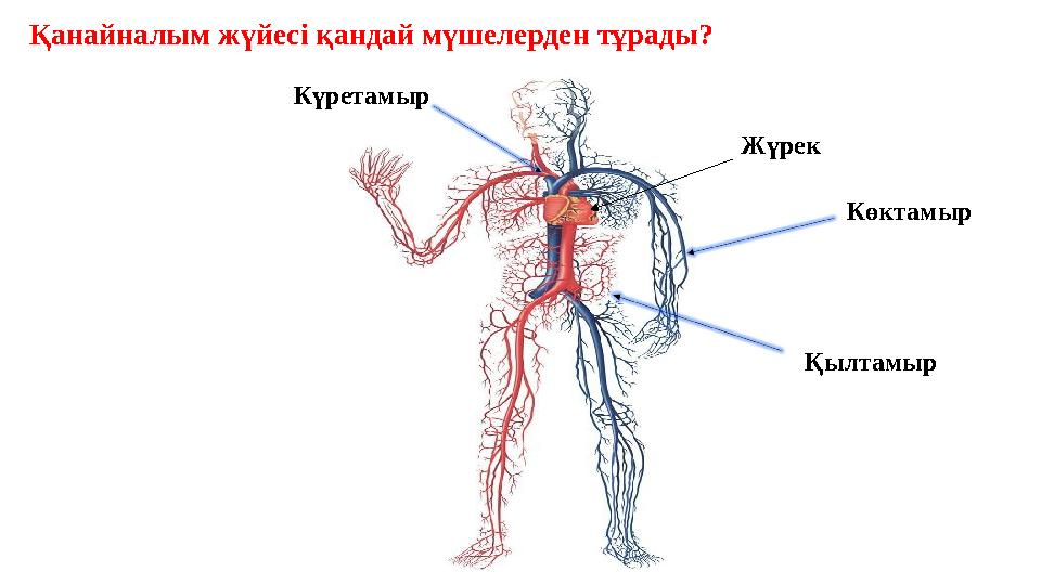 Күретамыр Жүрек Көктамыр ҚылтамырҚанайналым жүйесі қандай мүшелерден тұрады?
