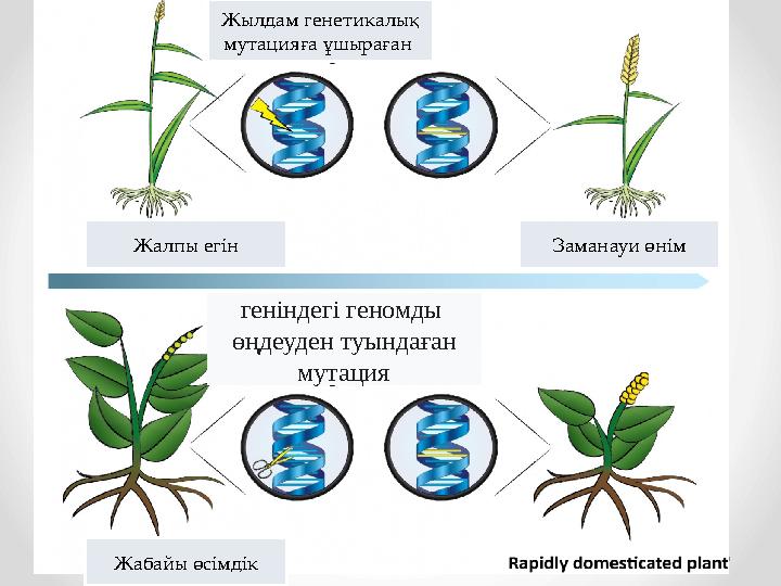 Жабайы өсімдікЖалпы егін Жылдам генетикалық мутацияға ұшыраған Заманауи өнім геніндегі геномды өңдеуден туындаған мутация