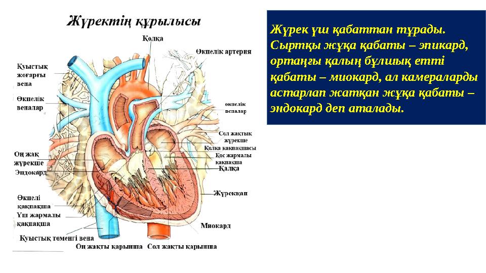 Жүрек үш қабаттан тұрады. Сыртқы жұқа қабаты – эпикард, ортаңғы қалың бұлшық етті қабаты – миокард, ал камераларды астарлап