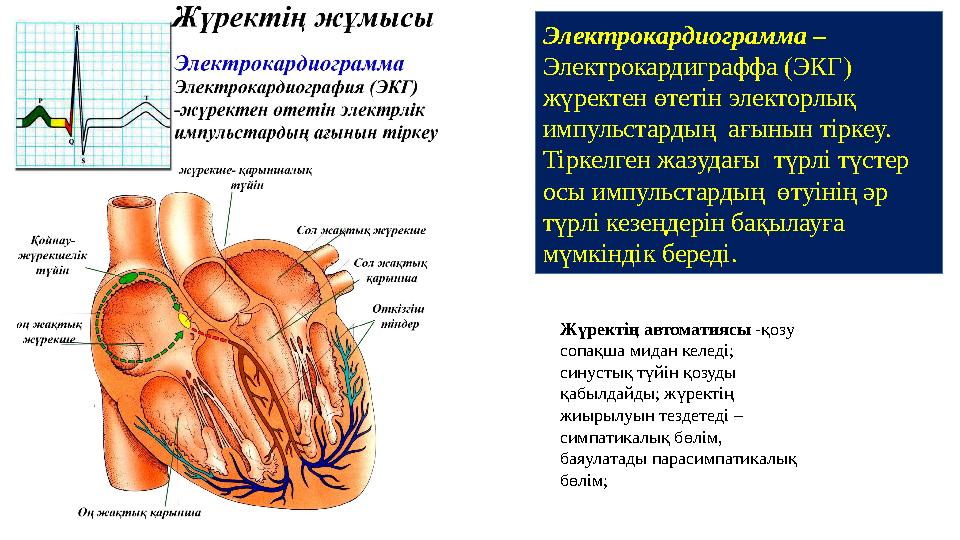 Электрокардиограмма – Электрокардиграффа (ЭКГ ) жүректен өтетін электорлық импульстардың ағынын тіркеу. Тіркелген жазудағы