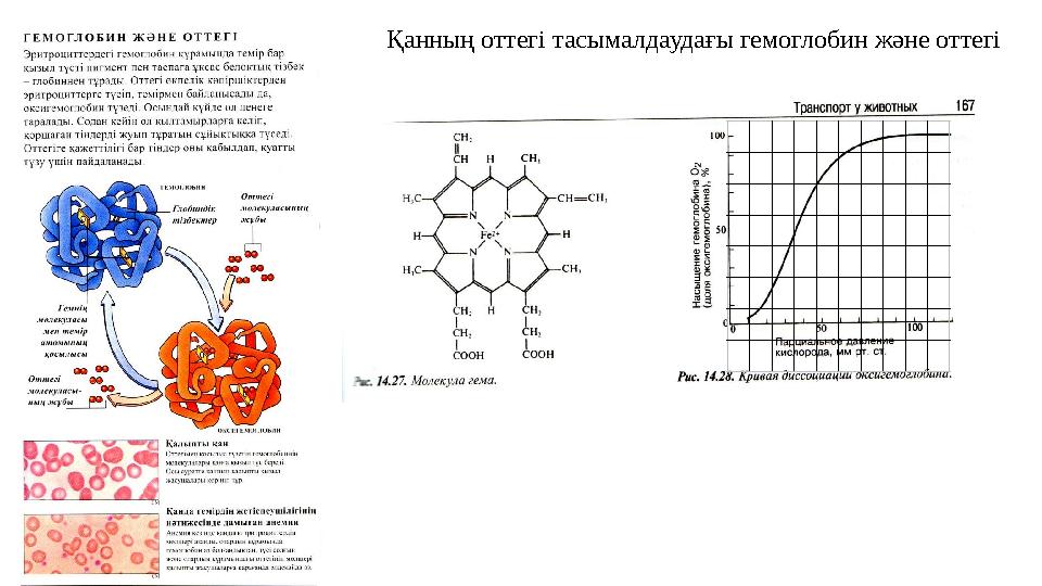 Қанның оттегі тасымалдаудағы гемоглобин және оттегі