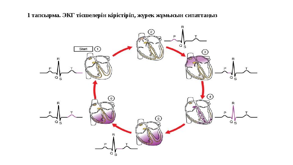 1 тапсырма. ЭКГ тісшелерін кірістіріп, жүрек жұмысын сипаттаңыз