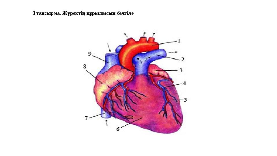 3 тапсырма. Жүректің құрылысын белгіле