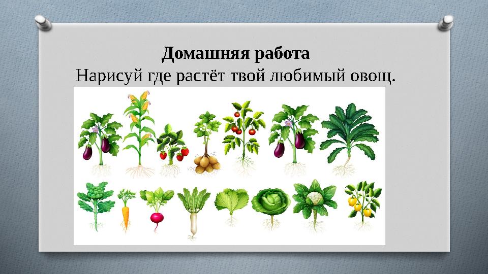 Домашняя работа Нарисуй где растёт твой любимый овощ.