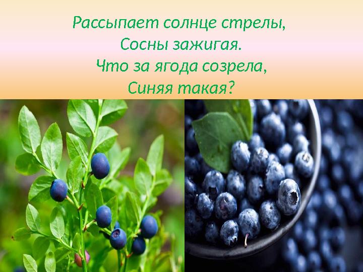 Рассыпает солнце стрелы, Сосны зажигая. Что за ягода созрела, Синяя такая?