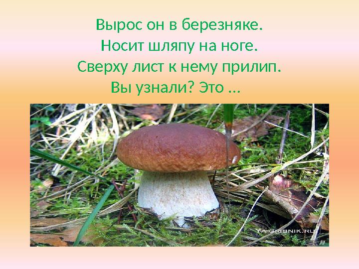 Вырос он в березняке. Носит шляпу на ноге. Сверху лист к нему прилип. Вы узнали? Это …