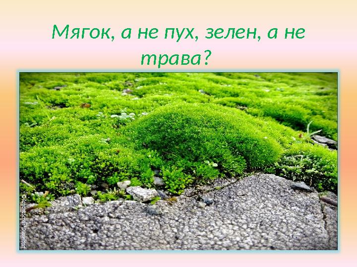 Мягок, а не пух, зелен, а не трава?