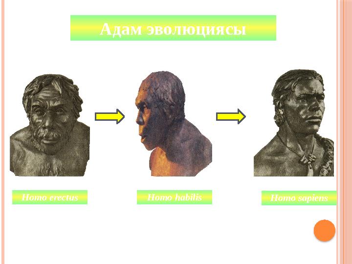 Homo sapiensАдам эволюциясы Homo h а bilisHomo erectus