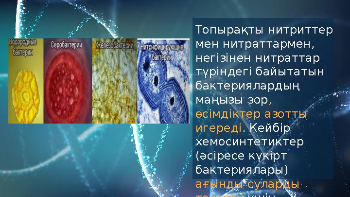 Топырақты нитриттер мен нитраттармен, негізінен нитраттар түріндегі байытатын бактериялардың маңызы зор , өсімдіктер азотт