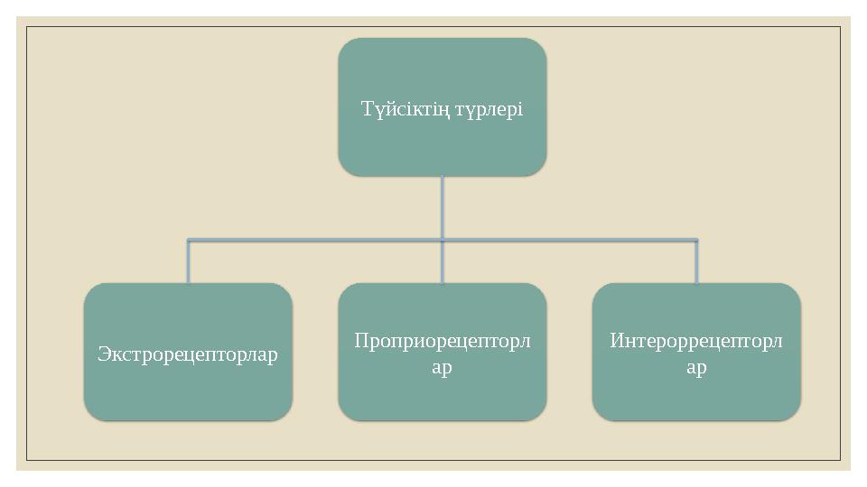 Түйсіктің түрлері Интероррецепторл арПроприорецепторл арЭкстрорецепторлар