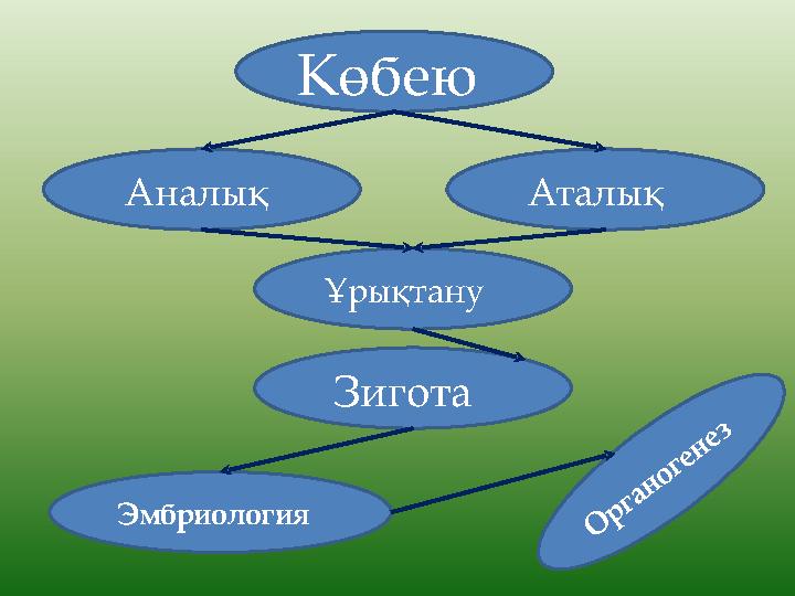 Көбею Аналық Аталық Ұрықтану Зигота Эмбриология О р га н о ге н е з